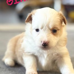 Ginny - Red female Miniature American Shepherd puppy in Sanger, California from Flying M Cactus Ranch Buddies