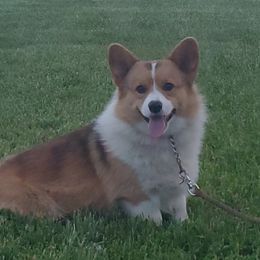 Riggs - Pembroke Welsh Corgi