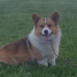 Riggs - Pembroke Welsh Corgi