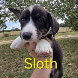 Sloth - Black and white male Cardigan Welsh Corgi puppy in Bland, Missouri from Shadey Lane Corgis
