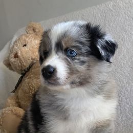 Australian Shepherd Puppies from Bedtime Story Australian Shepherds