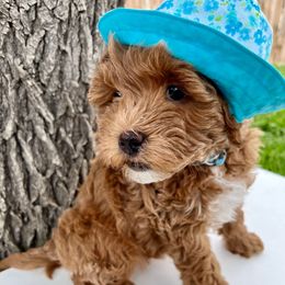 Blue Girl - Apricot female Goldendoodle puppy in Greeley, Colorado from Millie Billie Doodles