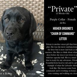 Private - Black female Labrador Retriever puppy in Eaton Rapids, Michigan from Higher Ground Labradors