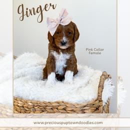 Ginger - Red  female Goldendoodle puppy in Bell Buckle, Tennessee from Precious Puptown Doodles
