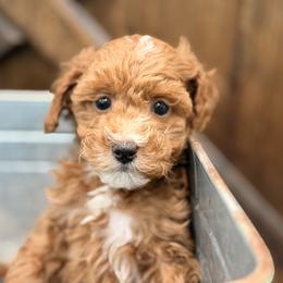 Rigley - Red  male Goldendoodle puppy in Somerset, Kentucky from Hilltop Doodles KY LLC