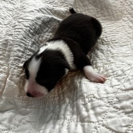 Girl 6 - Black white and tan female Old Time Scotch Collie puppy in Alexander, North Carolina from The Fiddlesticks Farm