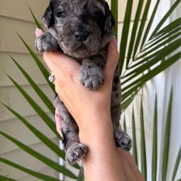 Patch - Merle male Goldendoodle puppy in Easley, South Carolina from Our Darling Doodles