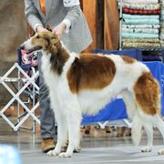 Borzoi Puppies from Ivanhoe Borzoi