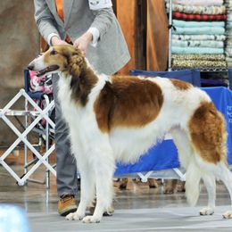 Borzoi Puppies from Ivanhoe Borzoi