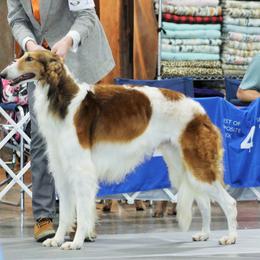 Borzoi Puppies from Ivanhoe Borzoi