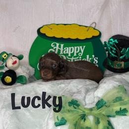 Lucky - Chocolate and cream male Dachshund puppy in Monitor, Washington from Shannon Dolly’s Dachshunds