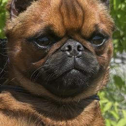 Brussels Griffon and Whippet Puppies from Patti Fitzgerald