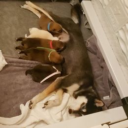 Shiba Inu Puppies from Ka-Shira Shibas