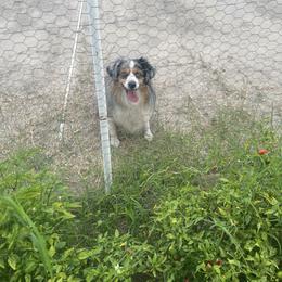 Bluey - Blue merle male Toy Australian Shepherd puppy in Woodlake, California from For the Love of Aussie