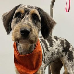 Aussiedoodles, Australian Shepherds, and Poodles from Loyal Liberty Aussies