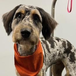Aussiedoodles, Australian Shepherds, and Poodles from Loyal Liberty Aussies