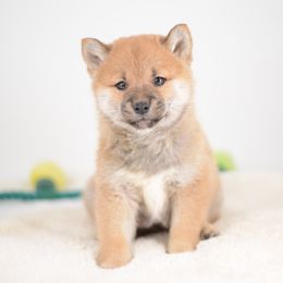 Boy 3 🩵 Red Boy - Red male Shiba Inu puppy in Neosho, Missouri from Sunny Terrace Shibas