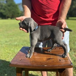 Mr. Blue - Blue male Weimaraner puppy in Appling, Georgia from Georgia Line Weimaraners