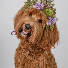 Cleo - Goldendoodle