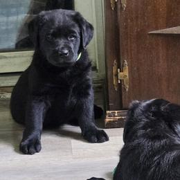 Girl 3 - Black female Labrador Retriever puppy in Waverly, New York from Windfall Labs
