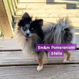 Stella - Pomeranian