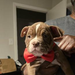 Ace - Brown male American Bully puppy in Tyler, Texas from Big Momma'z Monsta Bullies (BMMB)