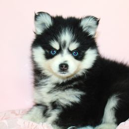 Pomsky Puppies from Palm Tree Pomskies