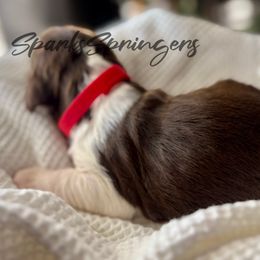 English Springer Spaniel Puppies from Sparks Springer Spaniels