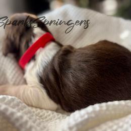 English Springer Spaniel Puppies from Sparks Springer Spaniels