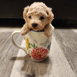 Poodle Puppies from Wendy's Poodles