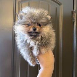 Roxy - Orange sable female Pomeranian puppy in Corpus Christi, Texas from Crown Rose Pomeranians