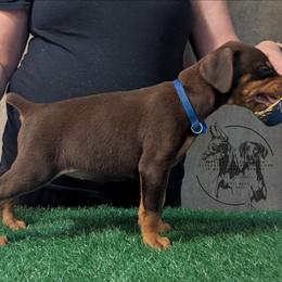 Female 1 - Blue Collar - Red and rust female Doberman Pinscher puppy in Spencer, Indiana from Jackson's Dobermans