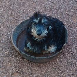 Emmy Lou - Dachshund