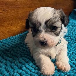 Brandon - Parti male Maltipoo puppy in Lawrenceburg, Tennessee from LUV Poodles and Maltipoos