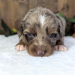 Brown collar - Red merle male Australian Shepherd puppy in Coulee City, Washington from Mr and Mrs Doodle Farm