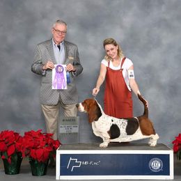 Basset Hound and Pembroke Welsh Corgi All Grown Up from 4 Sail Quarter Horses and Corgis