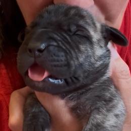 Tiger Lily - Brindle female Boerboel puppy in Bon Aqua, Tennessee from Erickson Ranch Boerboels