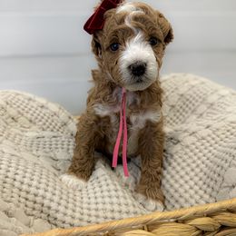 Goldendoodle and Poodle Puppies from Jade’s Paws & Co. Of Miami LLC