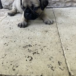 Girl 2 - Fawn female Pug puppy in Brooksville, Florida from Windsorsprings
