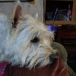 Lily - West Highland White Terrier