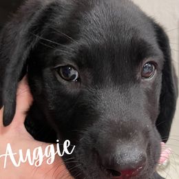 Auggie - Labrador Retriever puppy from River Mountain Kennels