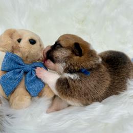 Gino (Blue Collar) - Red male Pembroke Welsh Corgi puppy in North Charleston, South Carolina from Corgivilla