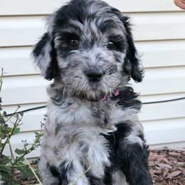Cavapoo and Goldendoodle Puppies from Beary GoldenDoodles