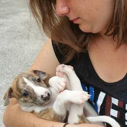 Akita and Whippet Puppies from Crossway Akitas & Whippets