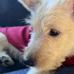 Girl 4 - Wheaten Scottish Terrier puppy in Wading River, New York from Kane Scottish Terriers
