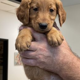 White collar female - Dark golden female Golden Retriever puppy in Yucaipa, California from Blessed Goldens