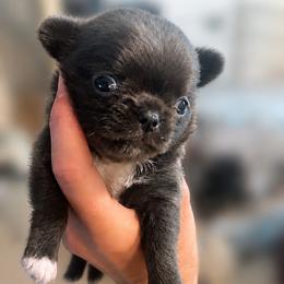Cane Corso and Chihuahua Puppies from Royalty Kennels