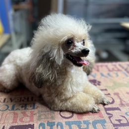 Princie - Poodle