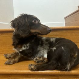 Slash - Dachshund