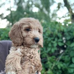 Eeyore - Apricot male Goldendoodle puppy in Jacksonville, Florida from Dandelion Doodles